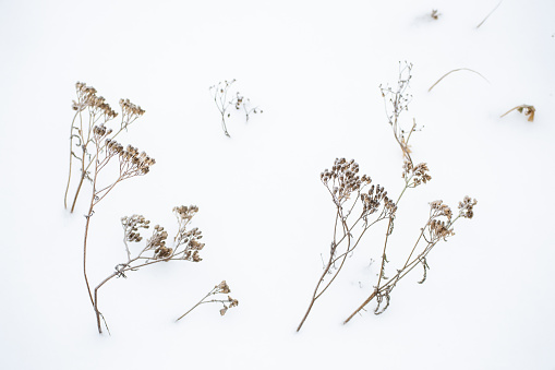 dried flowers in the snow