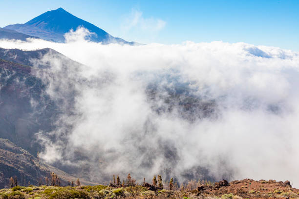 Canary Island Tenerife landmark, Teide's national park. After big fire in 2023.Pine trees and new sprouts on the bramches.