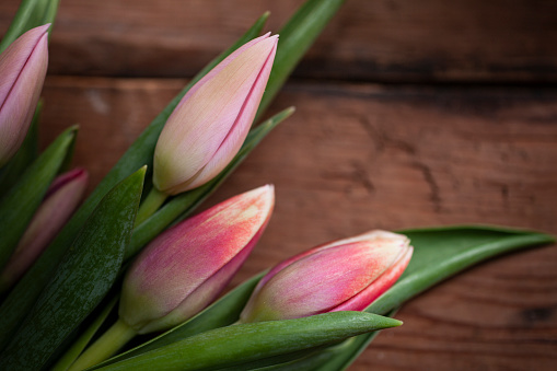 Locally grown fresh tulips