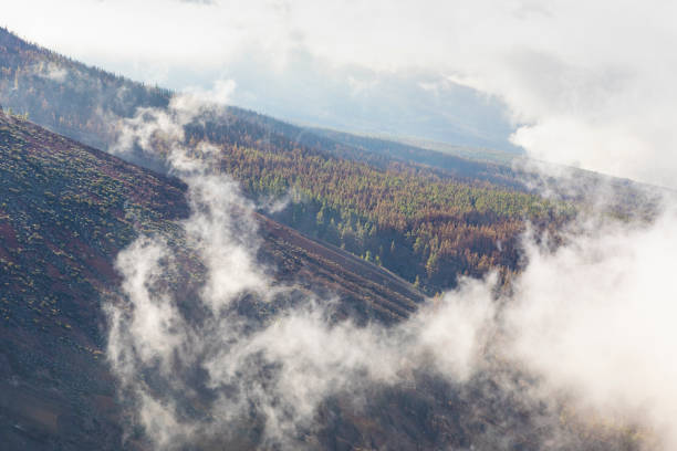 Canary Island Tenerife landmark, Teide's national park. After big fire in 2023.Pine trees and new sprouts on the bramches.