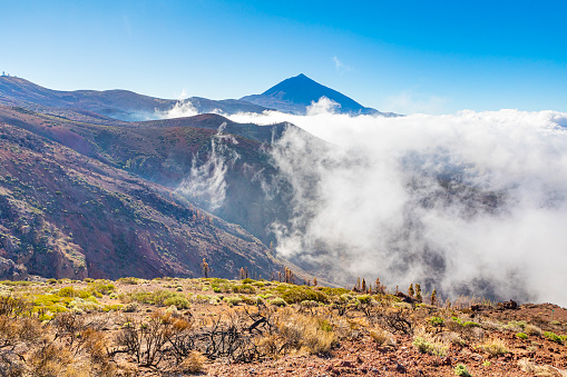 Canary Island Tenerife landmark, Teide's national park. After big fire in 2023.\n\nPine trees and new sprouts on the bramches.