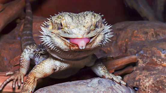 Studio shoot of beautiful lizard on dark background