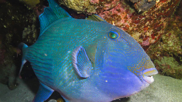 istock Blue triggerfish (Pseudobalistes fuscus), fish at night resting on the bottom under the coral reef 1938162777