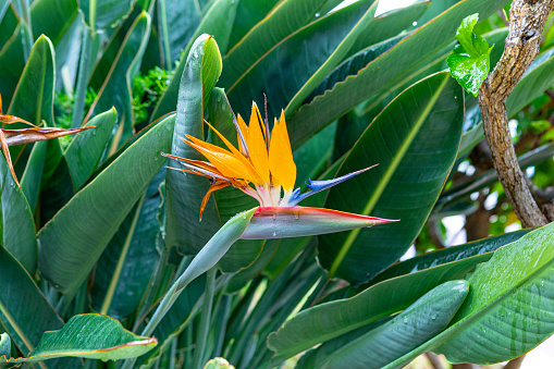 Strelitzia a.k.a. Bird of Paradise at the Stellenbosch Botanical Garden
