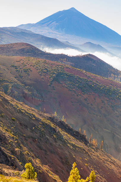 Canary Island Tenerife landmark, Teide's national park. After big fire in 2023.Pine trees and new sprouts on the bramches.