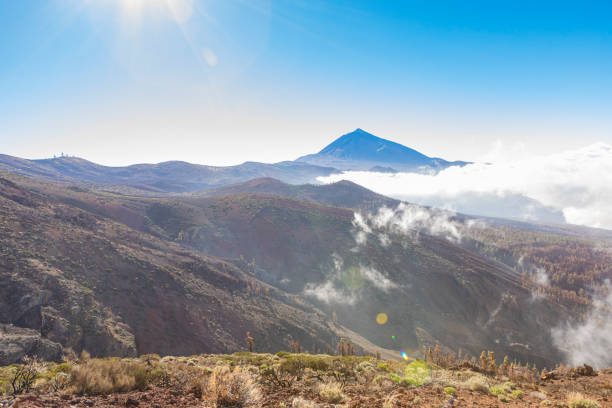 Canary Island Tenerife landmark, Teide's national park. After big fire in 2023.Pine trees and new sprouts on the bramches.