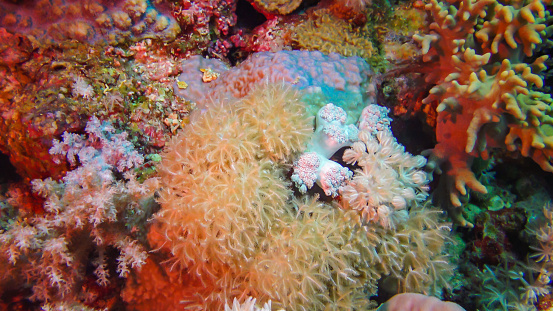Soft coral polyps on coral reef Elfin Ston catch plankton, Red Sea, Egypt