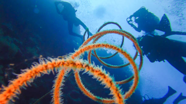 In an effort to help grow the populations of coral which seem to be declining due to global warming around the world, racks of coal underwater in order to grow new species so it can be propagated into dying coral reefs