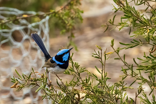 An adult male Superb Fairywren (Malurus cyaneus) in its rich blue and black breeding plumage perched on a branch