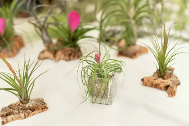 Photo of Green tillandsia air plants on a white background