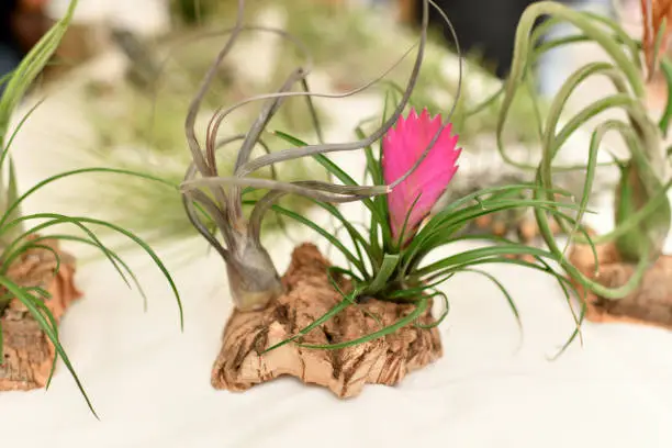 Photo of Green tillandsia air plants on a white background