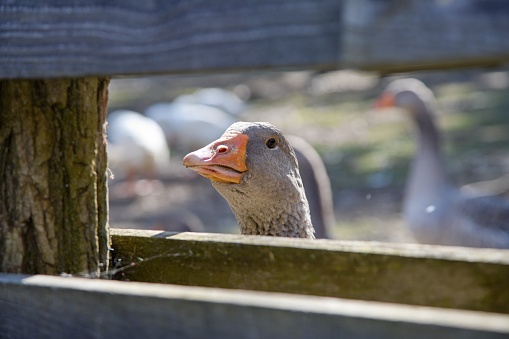Goose head in farm