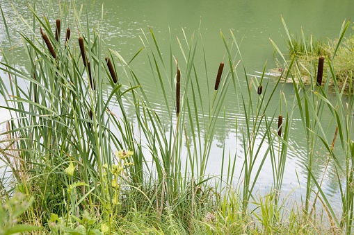 Underwater view of the lake of Salagou in the south of France