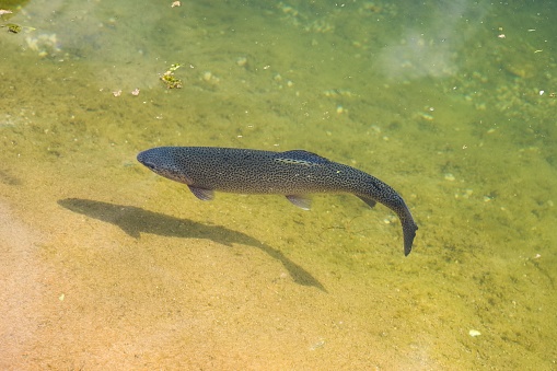 trout in the river