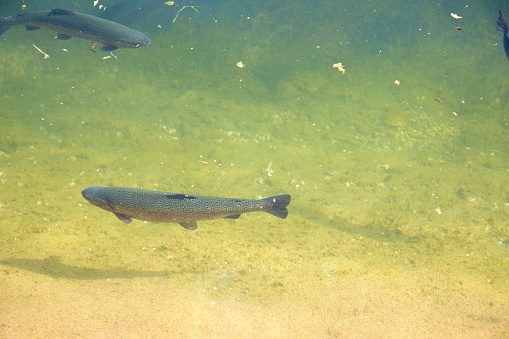 trout in the river
