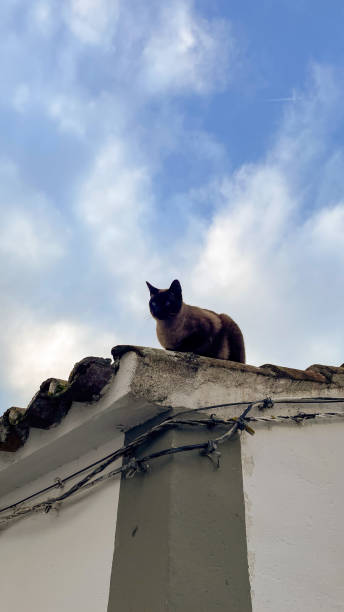 Siamese cat lounging on the roof, against a blue sky. Perfect for conveying feline elegance and tranquility.