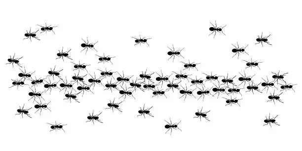 Vector illustration of ants trail line of working ants