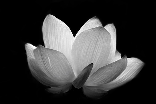 A black and white image of a water lily blooming in the pond