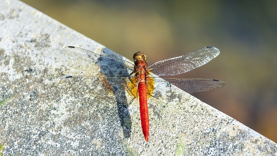 A Scarlet Skimmer Dragonfly (Crocothemis servilia) at rest