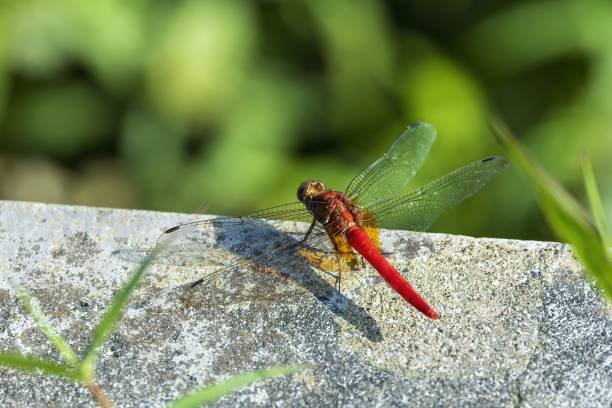 istock Scarlet Skimmer Dragonfly (Crocothemis servilia) 1938286316