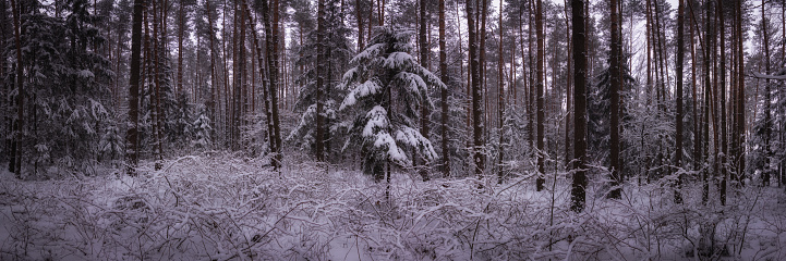 picturesque winter snowy coniferous forest. widescreen panoramic side view. wide format 15x5