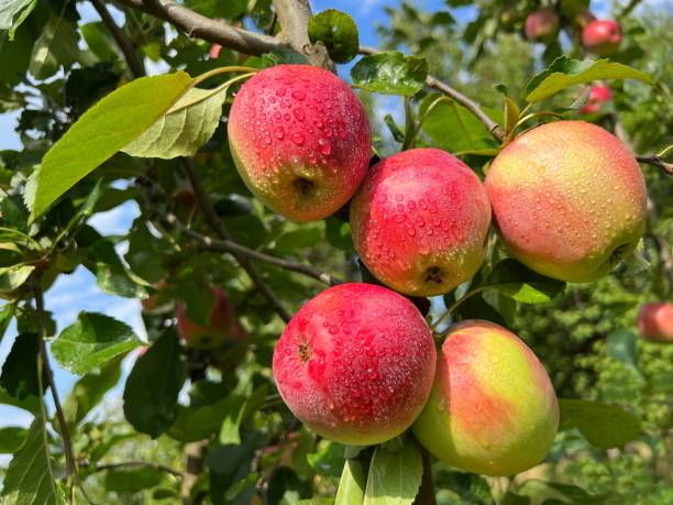 istock Apple tree with ripe fruits in the garden. 1938330305