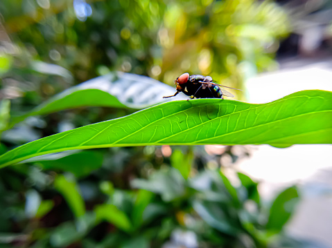 photo of a green fly on a leaf. selective focus