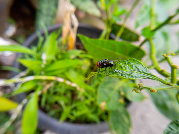 photo of a green fly perched on a green leaf. selective focus