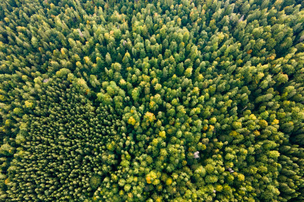 aerial view of green pine forest with dark spruce trees. nothern woodland scenery from above - forest aerial view taiga treetop photos et images de collection