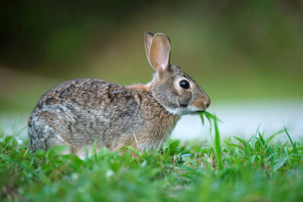 istock Grey small hare eating grass on summer field. Wild rabbit in nature 1938382259