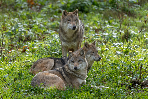 A small pack of three Eastern timber wolves gather on a rocky slope in the North American wilderness.