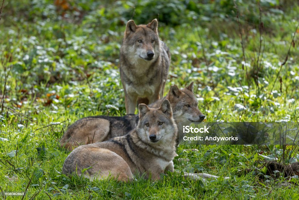 Three Brown Wolves Three Eurasian Wolves Stock Photo - Download Image Now - Wolf, Animal ...