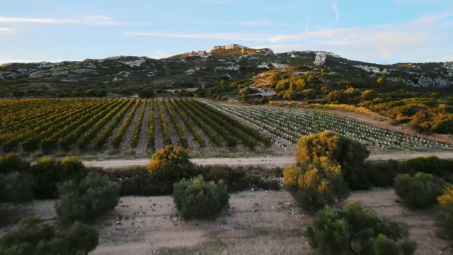 Smooth aerial flyover of an expansive olive grove in Provence, France