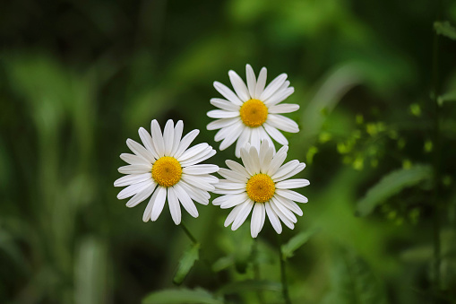 Closeup of three daisy flowers blooming in summer against blurred green background
