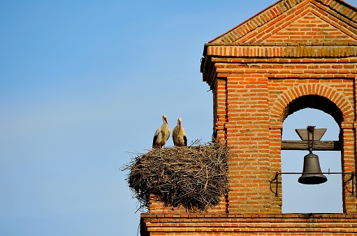 Storks with their nest in Capanario Iglesia, Tordesillas