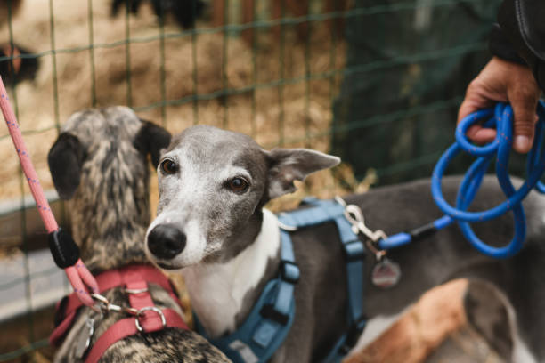 a woman knits in the park on a bench with greyhound