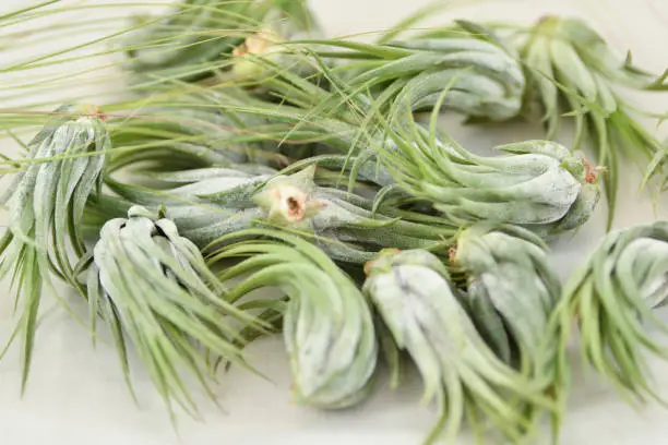 Photo of Green tillandsia air plants on a white background