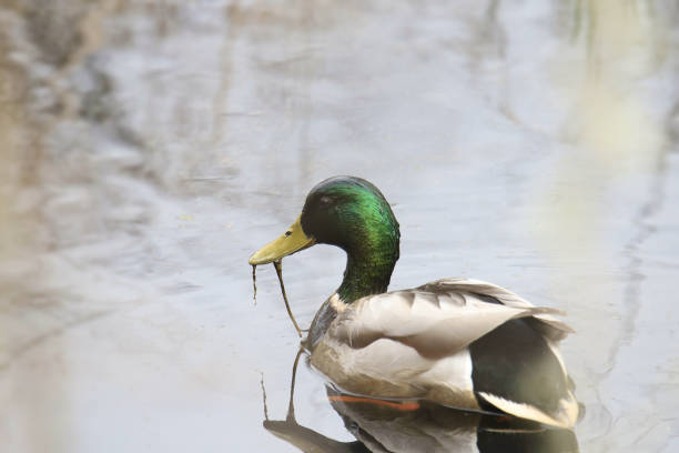 istock Closeup of a Mallard Duck (male) (anas platyrhynchos) 1938423669