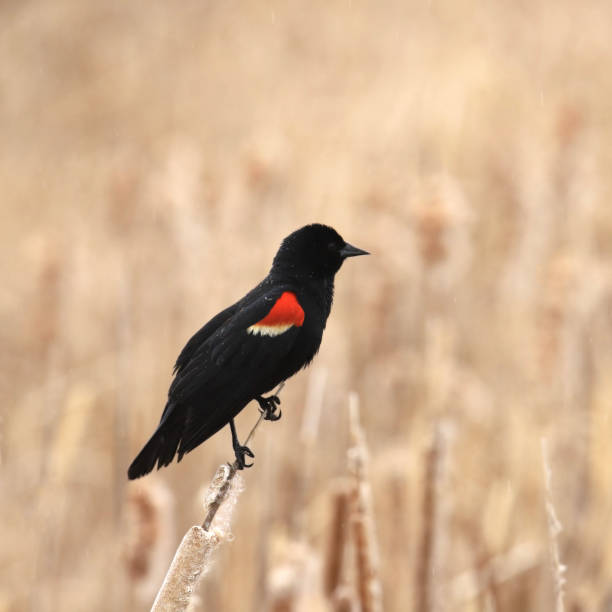 istock Red-winged Blackbird (male) (agelaius phoeniceus) perched in some dry cattails 1938430116
