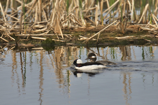 Pair of Bufflehead Ducks (bucephala albeola) swimming in a wetland pond