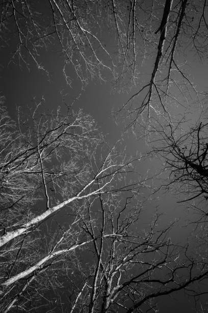 istock Upwards view of bare tree tops in black and white 1938449289