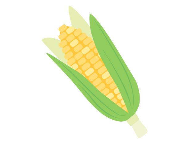 illustrazioni stock, clip art, cartoni animati e icone di tendenza di one corn - corn on the cob corn corn crop white background