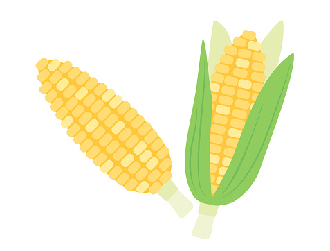 A set of illustrations of corn with husks and peeled corn.