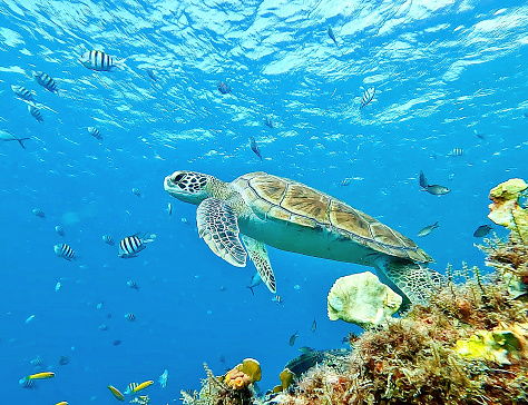 Green turtle in Barbados