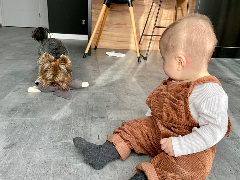 A cute baby is playing with a Yorkie dog and watching him.