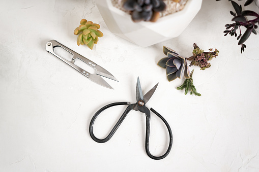 Scissors, secateurs and Echeveria Succulent house plant cuttings on a table.