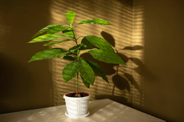 istock Sun through blinds draws pattern on avocado plant, green wall background. 1938540084