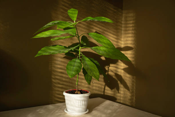 istock Sun through blinds draws pattern on avocado plant, green wall background. 1938540087