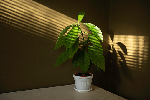 Soft sunlight on houseplants at home. Sustainable lifestyle.