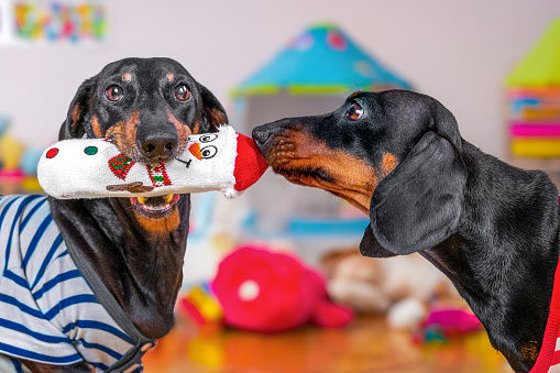 Two dachshund dogs share toy, gift from owner Greedy children, protection of personal property borders competition Pet holding snowman in his mouth, puppy looking with envy Brother relationship, game